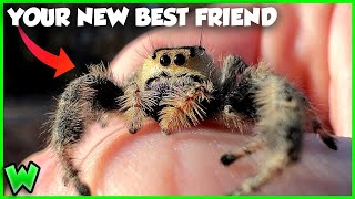 America’s Largest Jumping Spider is on Another Level [upl. by Notak432]