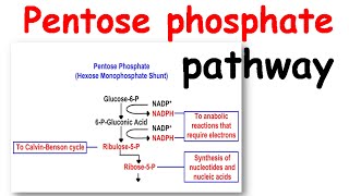 Pentose phosphate pathway [upl. by Laehcym71]