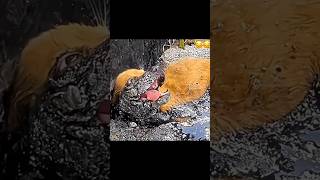 Amazing Transformation Of Puppy Rescued From Tar 🐕❤️ pets doglover pupp [upl. by Sorrows546]