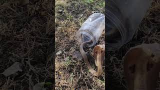 Beutiful bebi cobra snakeyoutubevideos ratsnake cobra rattlesnake funny animals cobras snake [upl. by Halland]