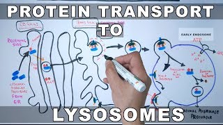 Lysosomal Protein Targeting [upl. by Normand]