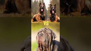 Neapolitan Mastiff  Schipperke Dog  Alaskan Malamute  Bull Terrier [upl. by Enidlarej]