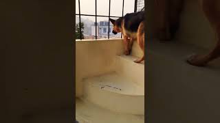 german shepherd dog barking  gsd dog barking  dog barking  puppy barking  dogs voices [upl. by Spitzer529]