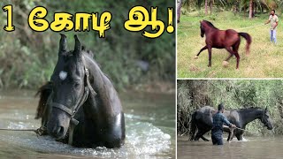 இத செஞ்சாதான் குதிரை நீங்க சொல்லறதை கேட்குமாம்  Horse Training horseriding horsetraining [upl. by Yenettirb]