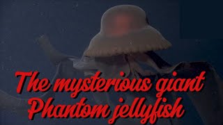 The mysterious Deep Sea giant Phantom Jellyfish… [upl. by Tori155]