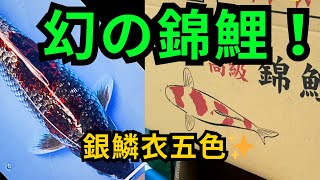 『幻の錦鯉』こんな鯉いるのかよ！銀鱗衣五色だとー！？koi アクアリウム carp 錦鯉 fish 野池 nishikigoi いわき市 [upl. by Euqinimod946]