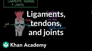 Ligaments tendons and joints  Muscularskeletal system physiology  NCLEXRN  Khan Academy [upl. by Beatriz]