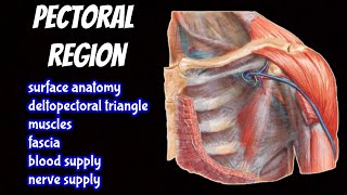 PECTORAL REGION  Surface anatomy Muscles Clavipectoral Fascia Blood and Nerve supply ONE SHOT [upl. by Clarita]