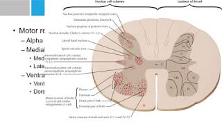 Neurosurgery written board crash course  Spinal cord anatomy Rexed laminae [upl. by Ycniuqed]