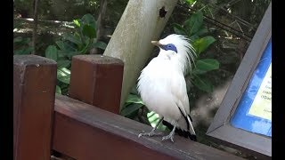 Bali Myna  Singing Eating and Taking a bath [upl. by Micah]