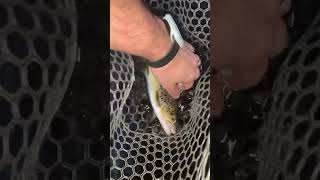 September fishing on the Farmington River troutfishing flyfishinglife fishing [upl. by Yehc266]