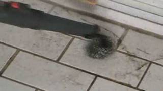 Cleaning Grout and Tile with Vapor Clean Desiderio [upl. by Sparkie]