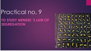 Class 12 Biology practical no9  To study Mendels law of segregation [upl. by Ardekahs28]