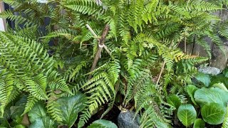 Support For Autumn Fern Dryopteris Erythrosora  October 6 [upl. by Hannavas]