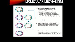 Site directed mutagenesis [upl. by Ialda680]