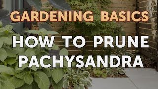 How to Prune Pachysandra [upl. by Bonne]