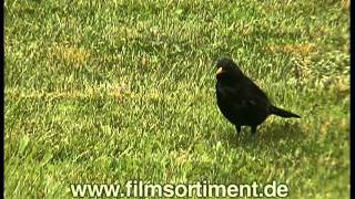 Schulfilm DIE AMSEL DVD  Vorschau [upl. by Baker407]