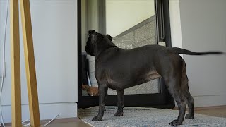 ENGLISH STAFFY LEARNS HOW TO USE A DOGGY DOOR FOR THE FIRST TIME [upl. by Eimas]