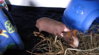 Guinea Pig Popcorning New Skinny Pig [upl. by Whall]