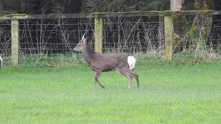 Limping Sika Stag at Forest of Bowland Lancashire April 7th 2024 [upl. by Hulda486]