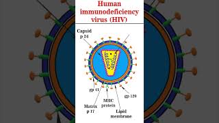 Structure of HIV1 hiv virus [upl. by Paucker990]