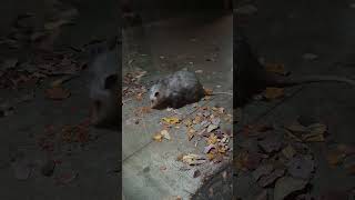 Possum at the front door wasnt scared much loved cat food too much possum catfood wildlife [upl. by Jarret]