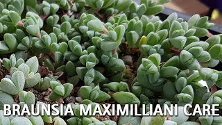 Braunsia Maximilliani Care Guide [upl. by Raddie436]