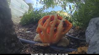 Timelapse of Basket Stinkhorn Clathrus ruber [upl. by Atsirhcal]