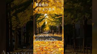 黄金色のイチョウ並木 Avenue of golden ginkgoes [upl. by Kristen137]