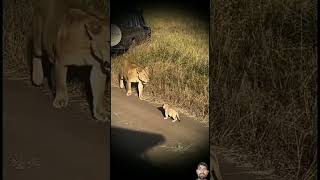 lion lioncubs animals lionworld wildlife lionslife tiger lionslover wildanimals wildlions [upl. by Llevra87]