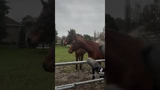 Partie 1  quel temps pourri  cheval chevaux vlog equestrian equitation [upl. by Raven]