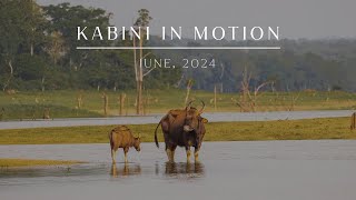 Kabini in Motion  June 2024  Evolve Back Kuruba Safari Lodge [upl. by Bethena73]