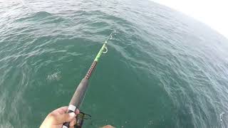 Mysterious Sea Fog Catching Triggerfish and Kingfish with the Thunderbite spoon [upl. by Manning]