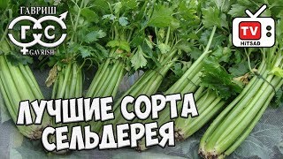 Сельдерей корневой и черешковый 🌟 Лучшие сорта сельдерея 🌟 Обзор HITSADTV [upl. by Ahsito]