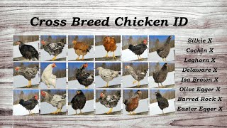 Cross Breed Chickens Heritage Barnyard Mixes [upl. by Dickinson940]