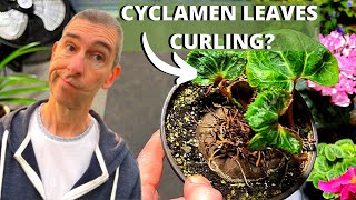 CYCLAMEN LEAVES CURLING  Cause and Solution [upl. by Buyer]