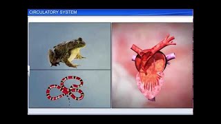 CBSE Class 11 Biology  Circulatory System [upl. by Havard]