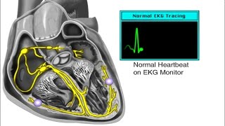 How the Heart Works  Electrical System of the Heart Animation  Cardiac Conduction Video  ECG [upl. by Andryc446]