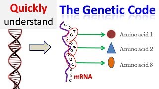 Genetic code [upl. by Kline]