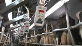 GEA Farm Technologies  Milking Parlor  SwingOver  EN [upl. by Nenad]