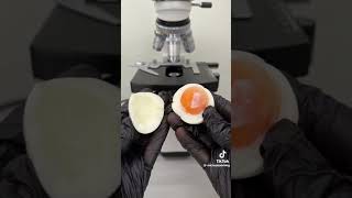 RAW AND BOILED EGG UNDER MICROSCOPE shortsviral microscopeview shortsvideo [upl. by Dorri]