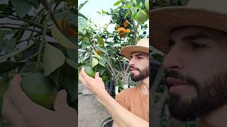 INCREÍBLE 3 cítricos diferentes en 1 Toronja  Naranja  Mandarina 😱🤩 [upl. by Otte926]