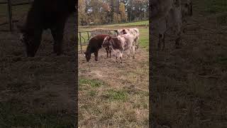 Shorthorn cattle [upl. by Perri]