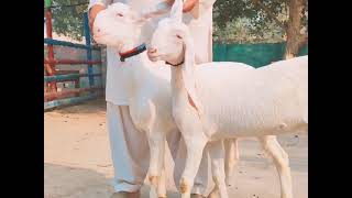 Do bakriyan sale Karni hy 56 kilo dhoodh Denny wali bakri please subscribe [upl. by Dacie896]