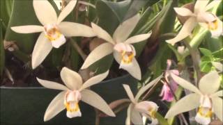 Coelogyne flaccida [upl. by Agatha]