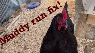 What I use to fix a muddy smelly chicken run Cheap and fast fix [upl. by Lough]