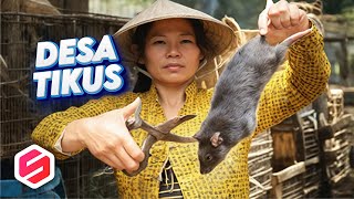 BEGINI TIKUS DIPROSES DI DESA TIKUS Pekerjaan Warganya Adalah Pemburu Tikus [upl. by Nolitta]