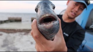 How To Catch Sheepshead At Gandy Seawall [upl. by Anallij858]