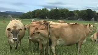 J Js Jerseys Organic Dairy Farm  New Sustainable Today Part 4 Episode 1303 [upl. by Allecsirp525]