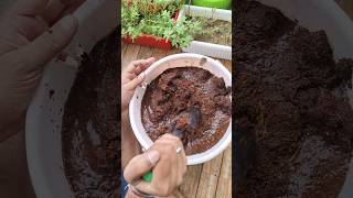 How to use cocopeat brick cocopeat brick kaise use kre [upl. by Alatea]